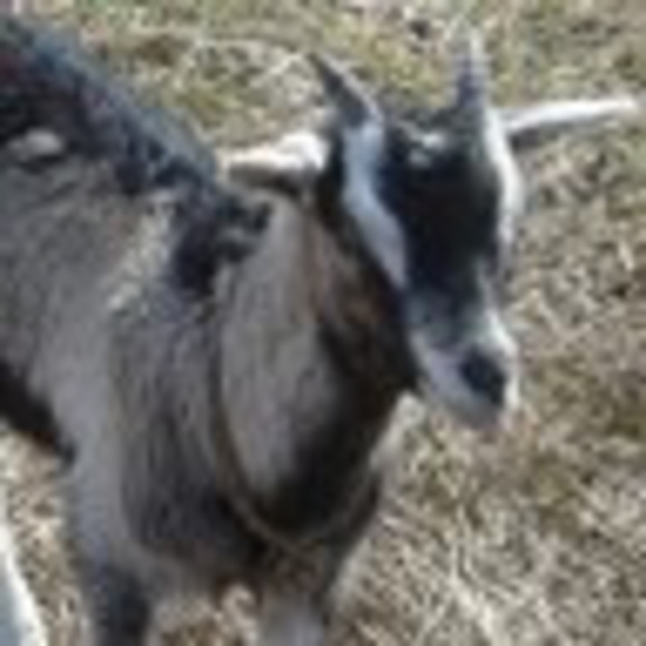 Meet your Posher, Noor - Picture 1 of 1